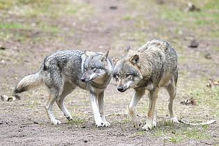 Soeren Stache/dpa-Zentralbild/dpa | Die EU-Länder haben die Änderung des Schutzstatus des Wolfes angenommen. (Archivbild)