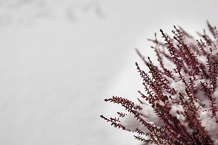 Roter Busch im Schnee
