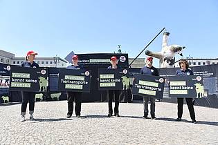 Paul Zinken/dpa | Die Aktivisten bezeichnen manche Tiertransporte als «Horrorfahrten».
