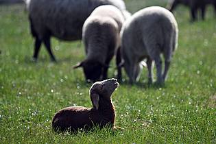 Federico Gambarini/dpa | Kleinere Tiere wie Lämmer kann ein Goldschakal leicht erbeuten. (Symbolbild)