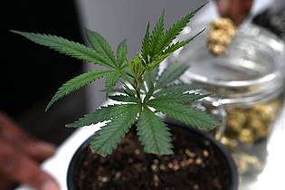 Michael Brandt/dpa | Ob frisch oder getrocknet: Cannabis stand im Mittelpunkt der Messe Mary Jane. (Archivbild)