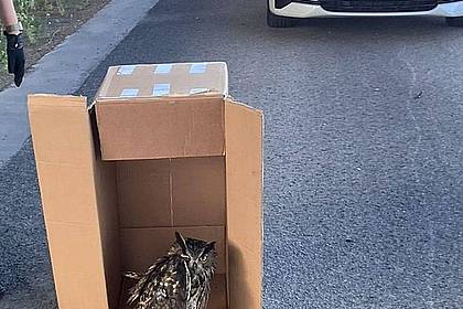 ---/Polizeipräsidium Südhessen/dpa | Eine Streife der Autobahnpolizei Darmstadt rettete den verletzten Vogel. (Foto Handout)