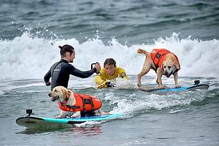 Richard Vogel/AP/dpa | Auch Hunde können sich fürs Surfen begeistern - aber Schwimmwesten sind Pflicht.