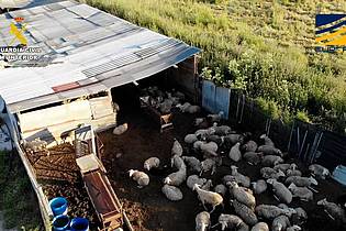 ---/Guardia Civil de España/dpa | Auf dem von der spanischen Guardia Civil zur Verfügung gestellten Bild ist ein Schlachthof zu sehen, der Fleisch von zum Teil stark unterernährten und kranken Schafen und Ziegen illegal vertrieben haben soll.