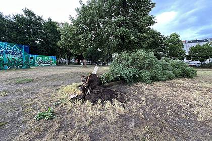 Holger Mehlig/dpa | Die orkanartigen Böen rissen in Berlin ganze Bäume von ihren Wurzeln.