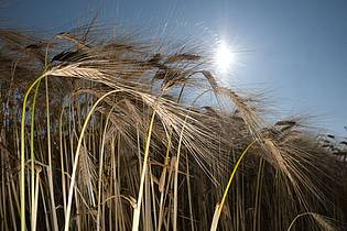 Sebastian Willnow/dpa | Am Wochenende scheint oft die Sonne.