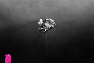 SureShot Promotions/dpa | Das Albumcover des neuen Albums «Lotus» von Little Simz.