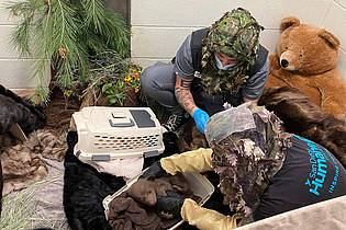 -/San Diego Humane Society/AP/dpa | Mit Hilfsmitteln bemühen sich Pfleger um eine möglichst natürliche Umgebung für den Bärennachwuchs.