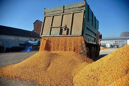 ---/Ukrinform/dpa | Günstige Agrarimporte aus der Ukraine sorgten für Unmut bei Bauern in der EU. (Archivbild) 