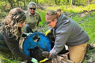 Uncredited/Michigan Department of Natural Resources/AP/dpa | Wie genau der Deckel an den Hals des Bären geriet, sei unklar, teilte die Naturschutzbehörde mit.