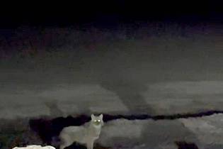 Privat/Daniela Andersen/dpa | Eine Wildtierkamera hat den Goldschakal auf Sylt aufgenommen. (Archivbild)