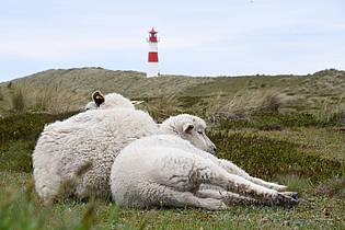 Lea Sarah Albert/dpa | Der Goldschakal, der auf Sylt Dutzende Lämmer gerissen hat, darf wieder gejagt werden (Archivbild).