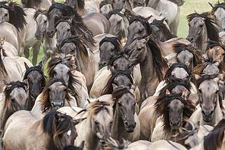 Christoph Reichwein/dpa | Wildpferde im Münsterland bei Dülmen - einmal im Jahr werden die Junghengste gefangen.
