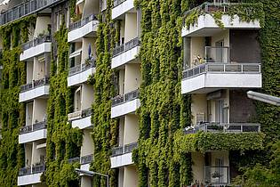 Britta Pedersen/dpa-Zentralbild/ZB | Grünpflanzen schaffen Verdunstungskühle - auch wilder Wein wie hier an einer Fassade in Berlin. 