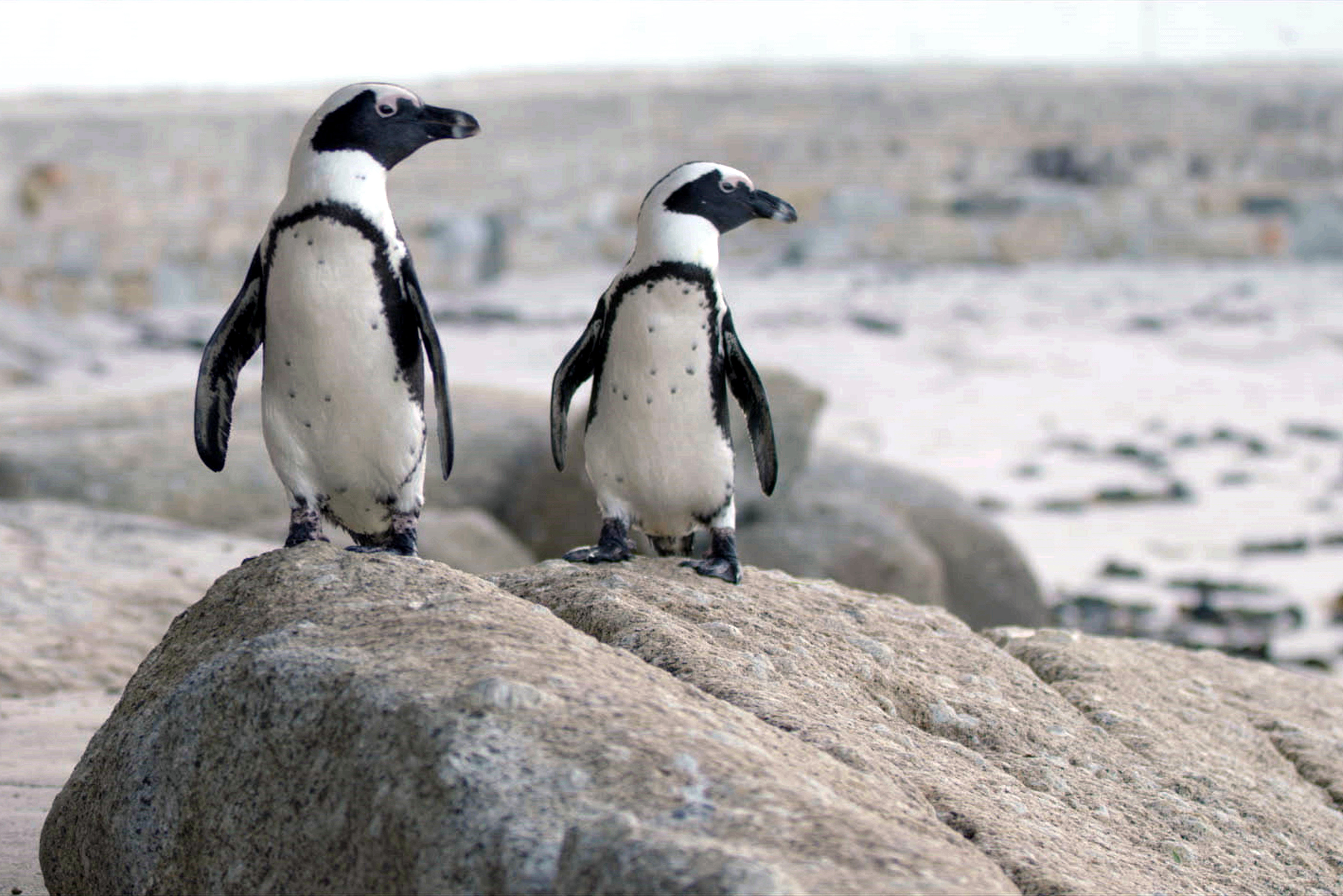 streaming-tipp-pinguine-netflix