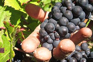 picture alliance / dpa | Die Weinlese in der Champagne ist Handarbeit. (Archivbild)