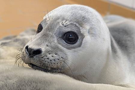 Seehundstation Norddeich/dpa | Die Seehundstation kümmert sich jedes Jahr um mehr als 150 kranke, mutterlose oder verletzte Seehunde.