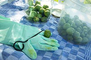 Christin Klose/dpa-tmn | Für die Wässerungskur werden die grünen Walnüsse mit Stopf- oder Rouladennadel eingestochen. Dabei unbedingt Handschuhe tragen, denn der austretende Saft färbt Hände und Arbeitsfläche. 