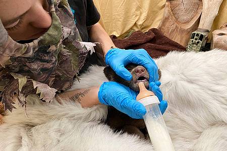 -/San Diego Humane Society/AP/dpa | Alles soll so natürlich wie möglich bleiben, um das Bärenbaby nicht an Menschen zu gewöhnen.