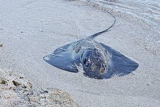 Palma Aquarium/dpa | Viele Rochen verenden am Strand. (Foto Handout)