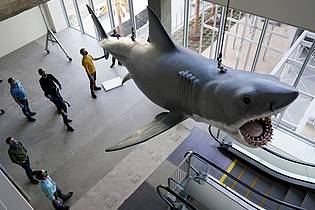 Chris Pizzello/Invision/AP/dpa | Mit dem mechanischen Hai «Bruce», hier restauriert im Academy Museum of Motion Pictures in Los Angeles, gab es bei den Dreharbeiten zu «Der weiße Hai» mannigfaltige Probleme. (Archivbild) 