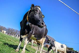 Christoph Reichwein/dpa | Aus einem Betrieb in Mecklenburg-Vorpommern wurde Bullensperma gestohlen. (Symbolbild)