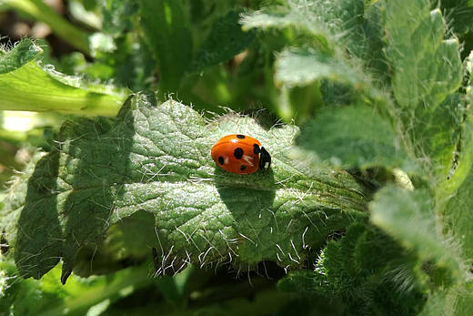 Marienkaefer Marienkäfer sitzt auf einem Blatt