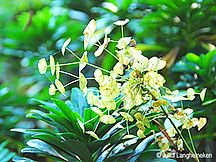 Baumblüte