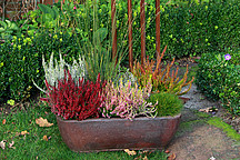 Verschiedene Blumensorten in einm Kübel