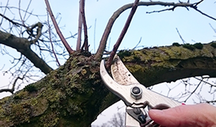 Baum der mit Schere geschnitten wird