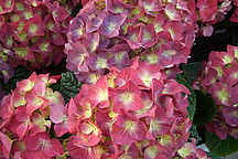 Rote Hortensie