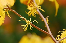 Zaubernussblüte