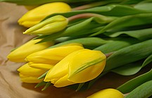 Ein Strauss gelber Tulpen auf einem Tisch