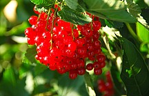 Rote Johannisbeerfrüchte am Strauch