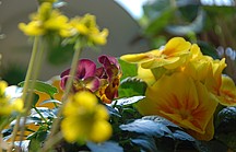 Bunte Frühlingsblumen auf der Fensterbank