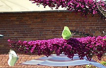 Gelber Schmetterling auf lilafarbenem Schmetterlingsfliederast