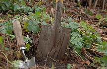 Kleine und große Schaufel stecken in erdigem Boden