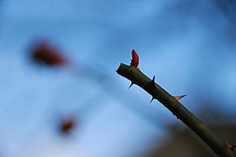 Junge Knospe einer Rose