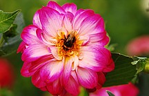 Pink blühende Sommerblume