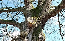 Lächelndes Gesicht im Ast eines Baumes