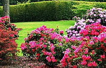 Pink blühender Rhododendron