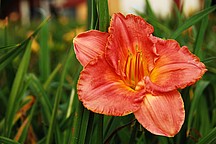 Orange blühende Taglilie