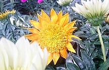 Orangene Mittagsblume in der Blüte