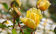 Gelbe Rose