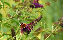Schmetterling sitzt auf lilaner Blüte vor grünem Hintergrund