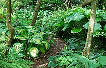 Rindenmulchweg mit grünen Schattengewächse