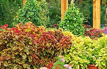 Rot, grüne Buntnesselbüsche im Garten