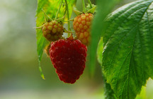 Rote reife Himbeere mit grünem Blatt