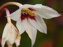 Offene weiß-pinke Blüte einer Sterngladiole