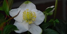 Weiße offene Christrosenblüte vor grünem Hintergrund